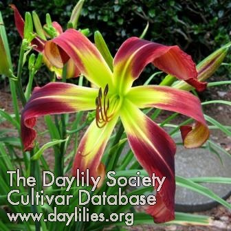 Daylily Alien Being